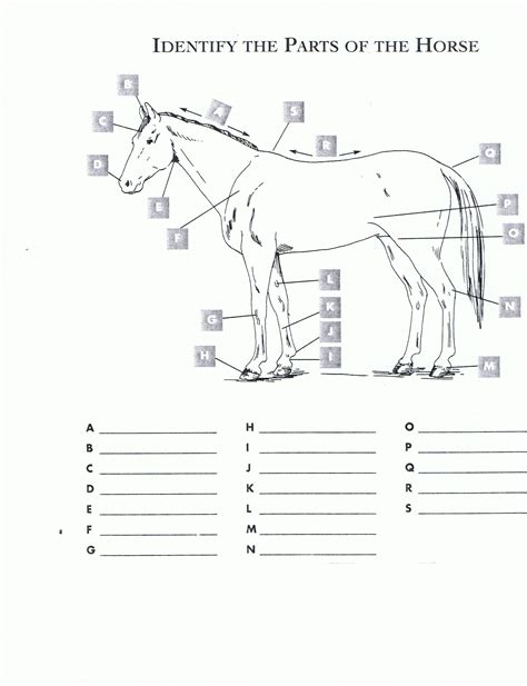 Horse Anatomy Quiz Printable